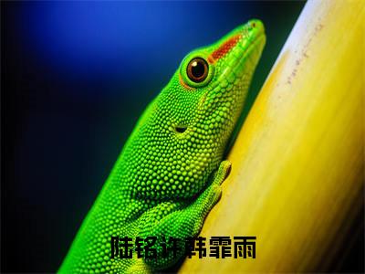陆铭许韩霏雨无广告小说(陆铭许韩霏雨)全文免费阅读无弹窗大结局-陆铭许韩霏雨在线阅读
