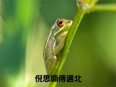 倪思喃傅遇北小说全文免费阅读无弹窗大结局_(倪思喃傅遇北)傅遇北倪思喃最新章节列表笔趣阁