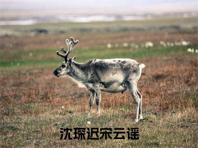 (全文)+(后续)(宋云谣沈琛迟)沈琛迟宋云谣老书虫推荐小说热文-沈琛迟宋云谣最新更新免费阅读