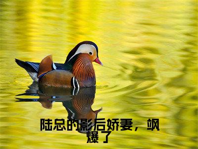陆总的影后娇妻，飒爆了（陆璟宸阮南乔）全文免费阅读无弹窗大结局_陆总的影后娇妻，飒爆了全文免费阅读