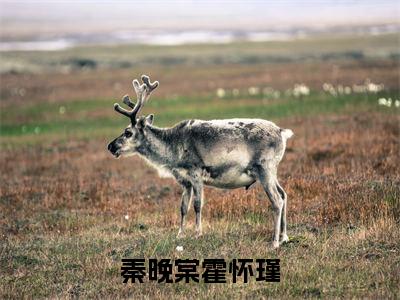 秦晚棠霍怀瑾(秦晚棠霍怀瑾)小说全文免费阅读无弹窗大结局_秦晚棠霍怀瑾全文免费阅读
