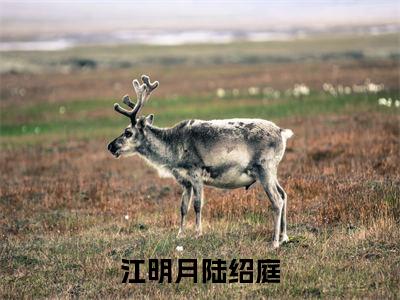江明月陆绍庭(江明月陆绍庭)全文免费阅读无弹窗大结局_(江明月陆绍庭)江明月陆绍庭最新章节列表