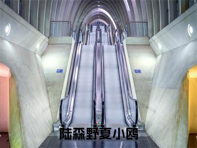 陆森野夏小鸥(陆森野夏小鸥)全文免费阅读无弹窗大结局_陆森野夏小鸥陆森野夏小鸥最新章节列表_笔趣阁