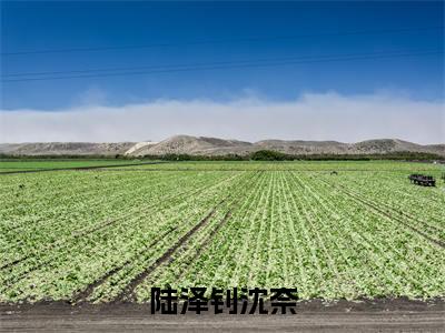 陆泽钊沈奈(沈奈陆泽钊)全文免费阅读无弹窗大结局_(沈奈陆泽钊免费阅读全文大结局)最新章节列表
