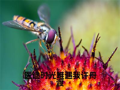 (林景芸许舟渡)医途时光难遇我许舟渡全文免费阅读无弹窗大结局_医途时光难遇我许舟渡全文免费完结版阅读(林景芸许舟渡)
