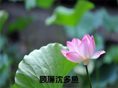 顾廉沈多鱼(顾廉沈多鱼小说)全文免费阅读无弹窗大结局_顾廉沈多鱼完整版小说阅读
