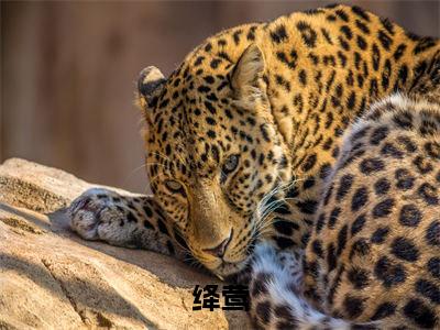 林鸿涛(绛莺)小说全文无删减-林鸿涛小说免费阅读大结局