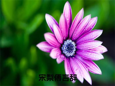 宋梨傅言辞（傅言辞宋梨）全文免费阅读无弹窗_宋梨傅言辞:傅言辞宋梨最新小说_笔趣阁