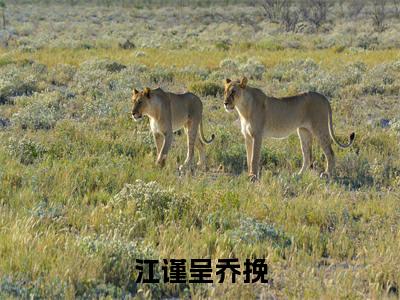 江谨呈乔挽免费阅读无弹窗大结局-乔挽江谨呈(最新全章节大结局)全文阅读