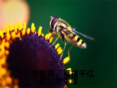 温筱江淮（温筱江淮）全文免费阅读无弹窗大结局_一觉醒来，喜提千亿老公乖乖崽小说最新章节列表_笔趣阁