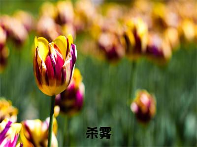 杀雾小说免费（李津阳）全文免费阅读无弹窗-杀雾小说全文免费阅读-笔趣阁
