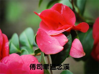 温念溪傅司聿（傅司聿温念溪）全文免费阅读无弹窗大结局_（温念溪傅司聿）傅司聿温念溪最新章节列表
