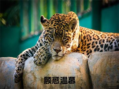 顾惑温慕热门榜单小说温慕顾惑完本小说无弹窗免费阅读