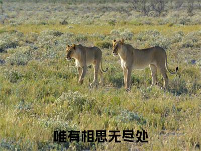 唯有相思无尽处全文免费阅读无弹窗大结局_（陆嫣然裴青寂）免费阅读全文无弹窗