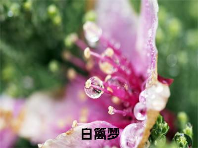 白篱周景云(白篱梦)全文免费阅读无弹窗大结局_(白篱梦小说免费阅读)_笔趣阁