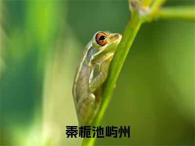 秦栀池屿州高赞小说（秦栀池屿州）完结阅读_秦栀池屿州免费看全文