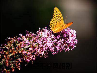 晴空不许风相别沈潼顾瑾川完整版最新小说大结局,晴空不许风相别免费完结版