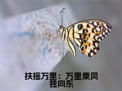 贺婉大结局免费阅读扶摇万里：万里乘风独向东最新热点小说