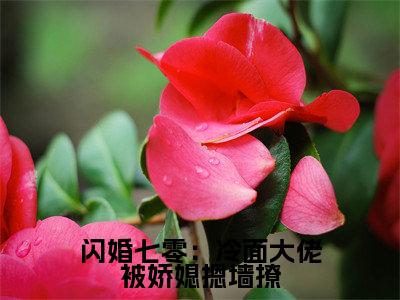 闪婚七零：冷面大佬被娇媳摁墙撩宋清婉陆铮抖音新书热荐-小说闪婚七零：冷面大佬被娇媳摁墙撩全文完整版免费阅读