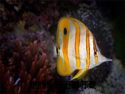 顾青城苏夏（她的爱已迟暮苏夏）全文免费阅读无弹窗大结局_她的爱已迟暮苏夏最新章节列表_笔趣阁