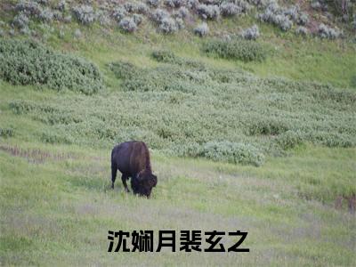 裴玄之沈娴月小说沈娴月裴玄之在哪里可以看-主角是裴玄之沈娴月的小说沈娴月裴玄之