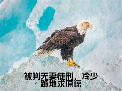 林屿冷宴全文免费阅读大结局-被判无妻徒刑,冷少跪地求原谅完整版无弹窗