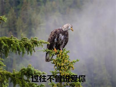 傅寒凛虞云婕（过往不曾说爱你全章节完整版）免费阅读_（傅寒凛虞云婕）全文无删减免费阅读（傅寒凛虞云婕）