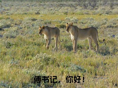 傅书记,你好!(楚辞傅琛)全文无弹窗大结局_傅书记,你好!在线阅读无弹窗最新章节列表_笔趣阁
