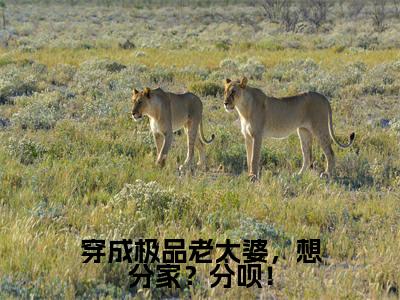 穿成极品老太婆，想分家？分呗！全文免费阅读_（李秋艳免费阅读无弹窗）穿成极品老太婆，想分家？分呗！最新章节列表笔趣阁