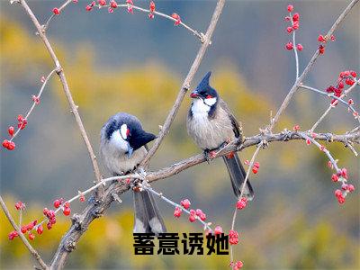 蓄意诱她（许淮之江若瑶）小说全文免费阅读正版无弹窗，蓄意诱她免费阅读